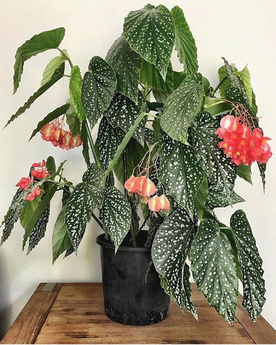 begonia mallacoota